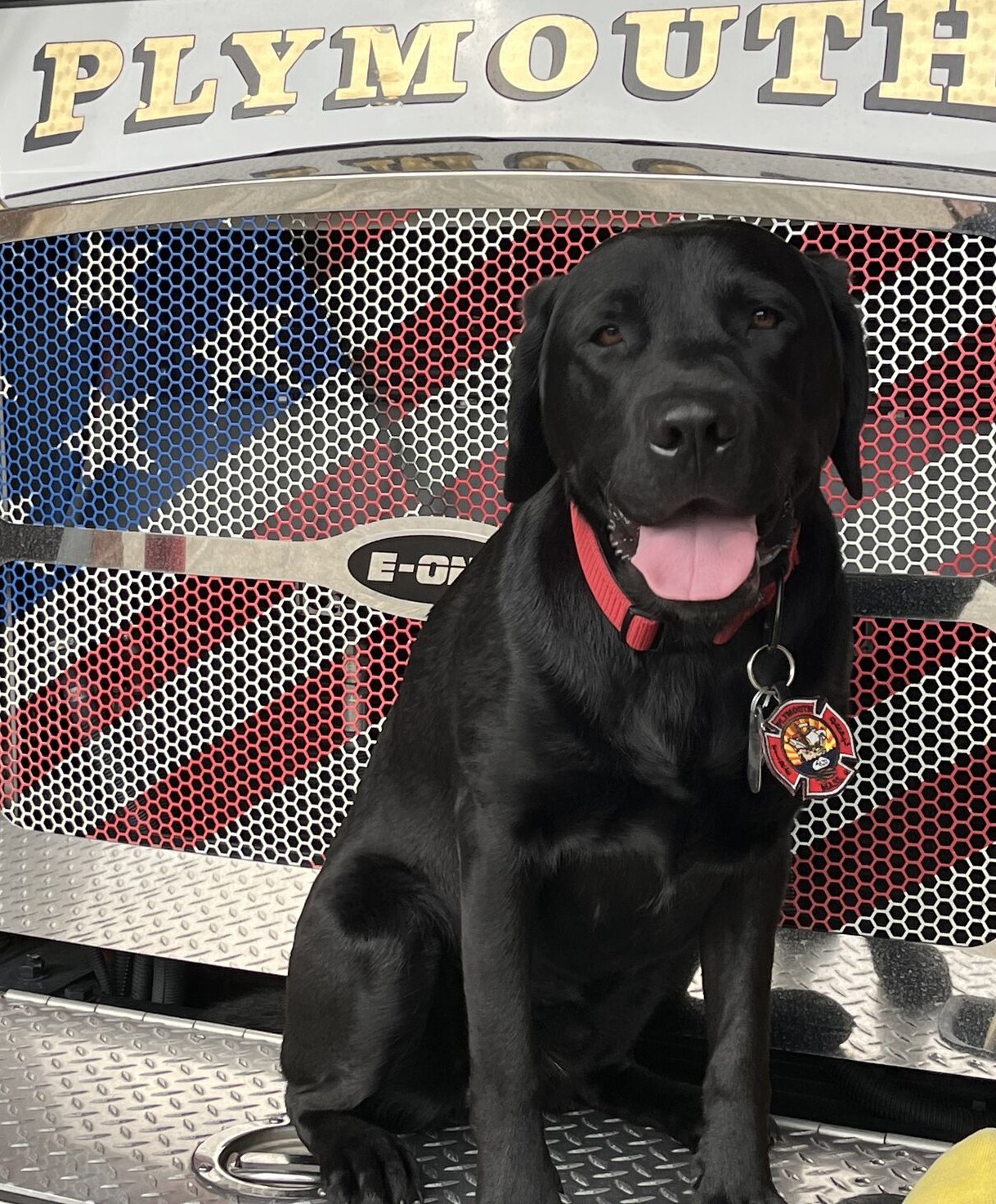 Rio, Plymouth Fire Department Comfort Dog.